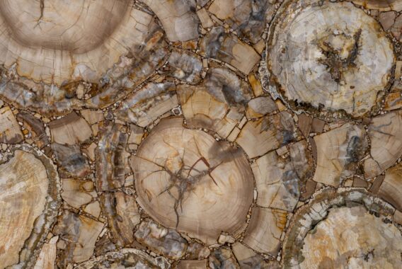 Brownlight Petrified Wood